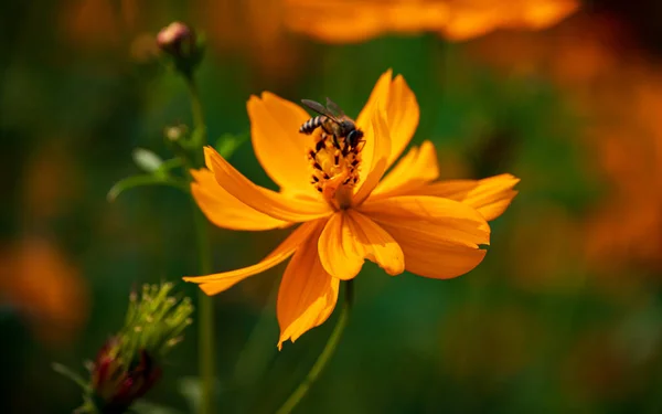 Bees Cosmos Flower Bees Having Honey Cosmos Flower Selective Focus — Stock Photo, Image