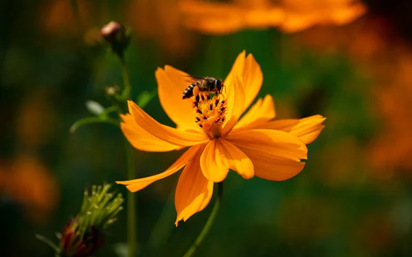 Bees in cosmos flower. Bees having honey from cosmos flower. Selective focus. Shallow depth of field. Background blur.