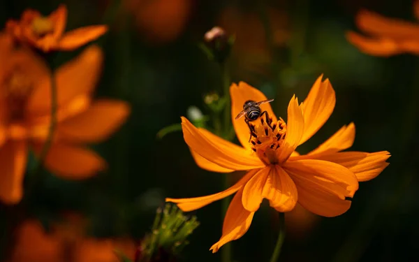 Kozmostaki arılar çiçek açar. Kozmos çiçeğinden bal alan arılar. Seçici odaklanma. Yüzeyin derinliği. Arkaplan bulanıklığı.