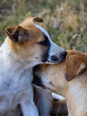 Güzel bir anne köpek ve küçük bir köpek manzarası. Anne köpek tatlı oğlunu ağzıyla okşar..