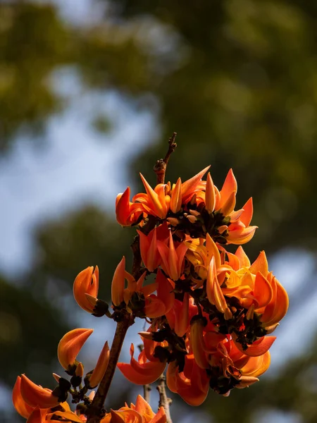 Palashの花やButeaのフロンドサの束の美しい終わり 緑の自然と緑の背景 春のチッタゴン大学です — ストック写真