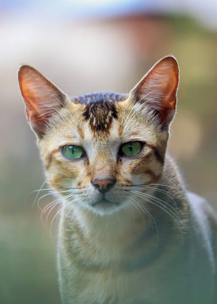 Kedi portresi. Seçici odaklanma. Yüzeyin derinliği. Arkaplan bulanıklığı.