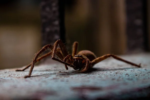 靠近一个美丽的小的公共房屋蜘蛛休息在墙上 他左腿没有三只脚 — 图库照片