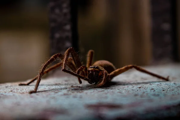 Gros Plan Une Belle Petite Araignée Maison Commune Reposant Sur — Photo