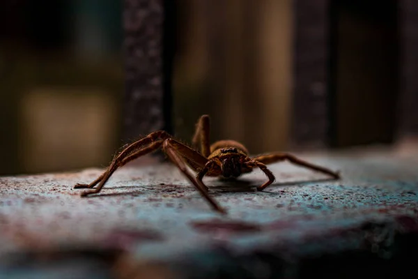 一只漂亮的小蜘蛛 栖息在墙上 他左腿没有三只脚 — 图库照片