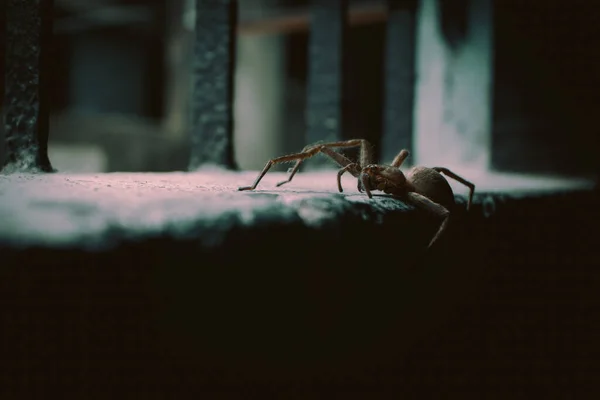 Güzel ve küçük bir ev örümceğinin duvara tırmanması. Sol tarafında üç bacağı yok..