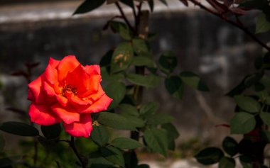 Kışın yeşil yaprakları olan ağaçtaki kırmızı bir gülün güzel bir resmi..