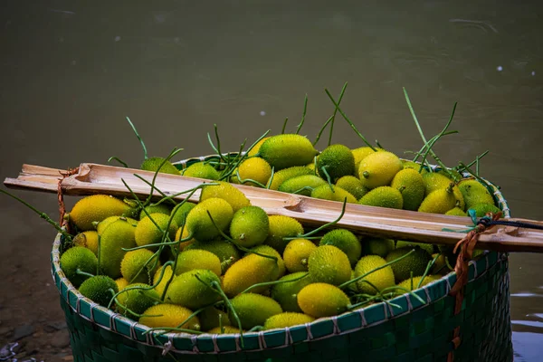 Green Momordica Dioica, commonly known as Spiny Gourd also known as bristly balsam pear, teasle gourd, kakrol in Bangla. A fruit vegetable in a basket collected from mountain.