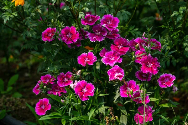 Pembe Dianthus Chinensis veya Çin Pembesi çiçekleri. Arka plan yeşil yapraklarla dolu.