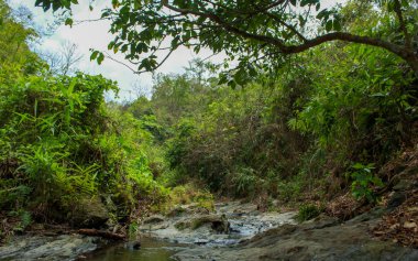Yüzeysel bir kaya akıntısı ormanın içinden sarkan yeşil ağaç dallarıyla Bangladeş Chattogram 'da sakin ve gölgeli bir doğal manzara yaratır..