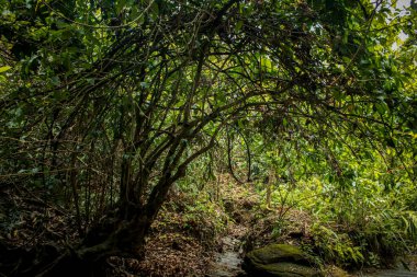 Yeşil yapraklar, yosun kaplı kayalar ve Bangladeş 'teki Chattogram gölgesinde süzülen yumuşak güneş ışığıyla çevrili, ağaç dallarının doğal bir kemer oluşturmak için eğildiği sık bir orman sahnesi..