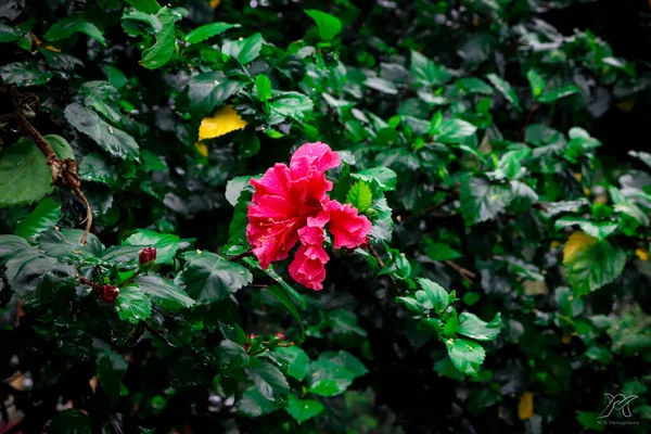 Yeşil yapraklarla çevrili pembe taç yaprakları ve su damlalarıyla çiçek açan bir çiçek tropikal tazeliğin ve doğal zarafetin özünü yakalıyor..