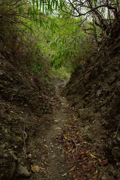 İnce dallar ve taze yeşilliklerle işlenmiş sık orman çalılarıyla çevrili dar bir yaban yürüyüşü patikası. Huzurlu vahşi doğaya huzurlu bir kaçış öneriyor.