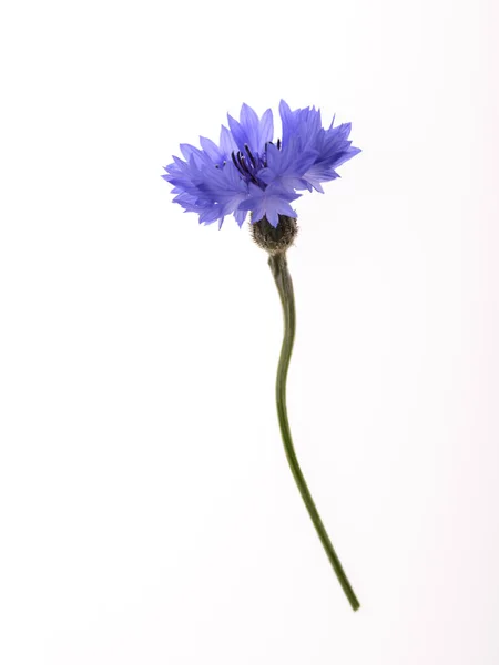 Cornflower Flor Selvagem Fundo Branco — Fotografia de Stock