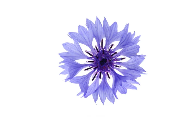 Cornflower Flor Selvagem Fundo Branco — Fotografia de Stock