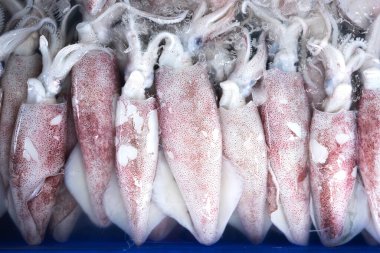 Buzlu taze mürekkep balığı leşi.