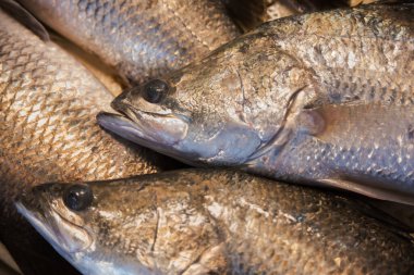 Taze balık satılığa çıktı.