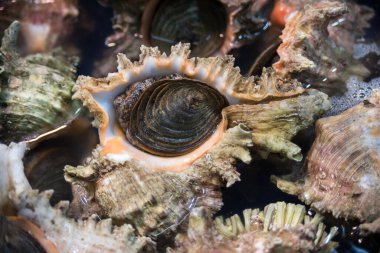Yenilebilir deniz kabukları tezgahta.