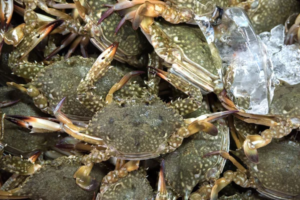 live crabs on the counter fish market