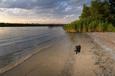 Köpek nehir kıyısında koşuyor.
