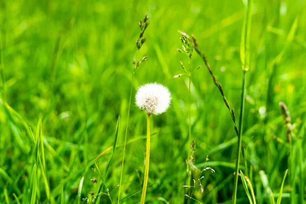 dandelion on a green meadow in the center spot