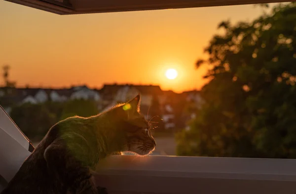 cat looks out the window at sunset and light