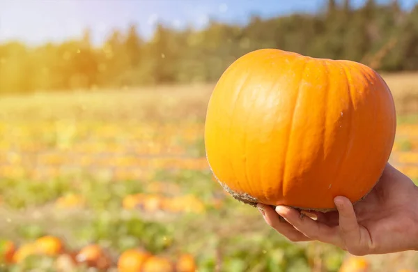 Farmer with pumpkin on a pumpkins field.