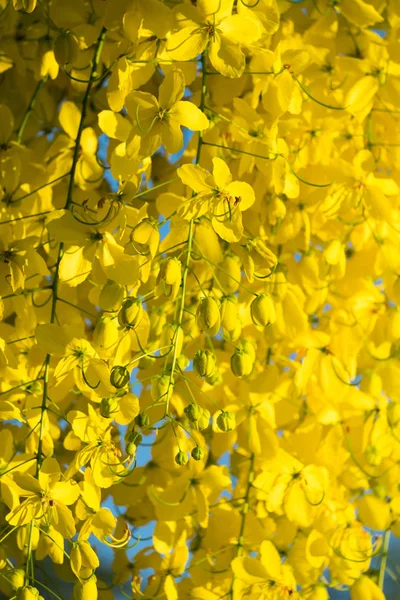 Тайские Золотые Цветы Фистула Кассия Цветок Ратхруек Национальные Цветы Таиланда — стоковое фото