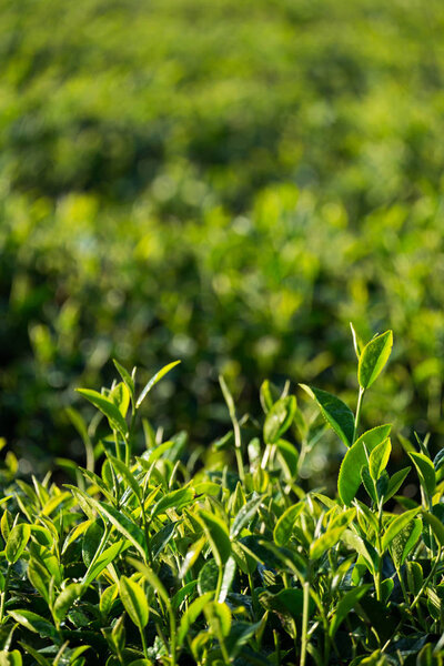 зеленые чайные листья на чайной плантации с солнечным светом
