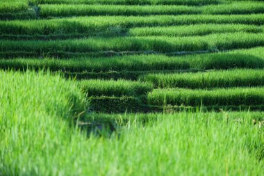 Güzel yeşil pirinç tarlaları teraslar Chiang Mai, Tayland, Güney Doğu Asya'da üzerinde