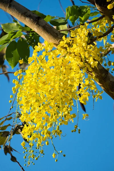 Thaise Goudgele Bloemen Cassia Fistula Ratchaphruek Bloem Thailand Nationale Bloemen — Stockfoto