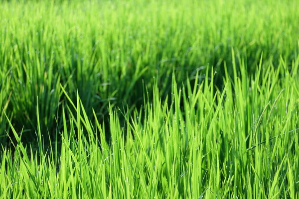 Hermosos Campos Arroz Verde Terrazas Chiang Mai Tailandia Sudeste Asiático — Foto de Stock