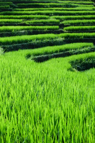 Güzel yeşil pirinç tarlaları teraslar Chiang Mai, Tayland, Güney Doğu Asya'da üzerinde