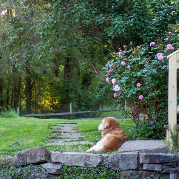 Golden Retriever Шезлонги Розовым Кустом Зеленой Траве Ферме Пенсильвании Спокойный — стоковое фото