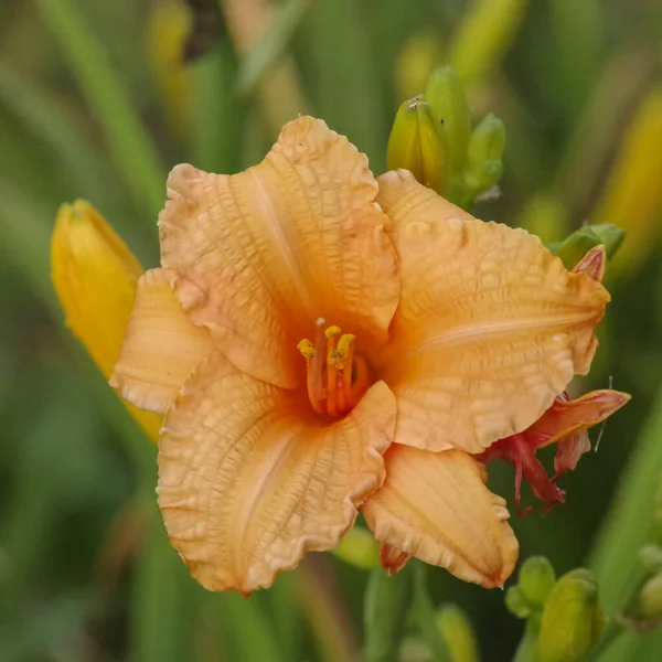 Big orange day lily opens wide with fat ruffled petals like tongues open seductively, with pollen and long pistil. Copy space and green garden bokeh background. Self esteem, confidence, concepts, female flower-power.