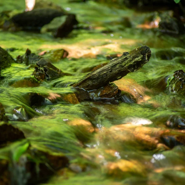 Boas Vibrações Riacho Encantado Muito Alegre Floresta Reflete Verde Luz — Fotografia de Stock