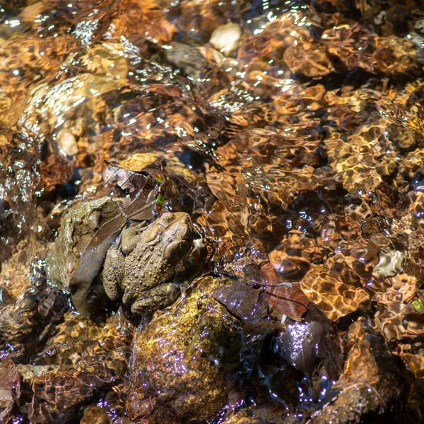 アメリカン トッドは森の水の生息地で石や枯葉でうずくまっている 流れる小川は彼を取り囲み カラフルな小川のベッドの石 動きと質感 きれいな水 自然光の上を流れます トッドは中心から離れてるコピースペースもある — ストック写真