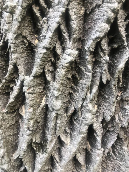 Extreme Closeup Gray Ash Tree Bark Ancient Tree Deep Thick — ストック写真