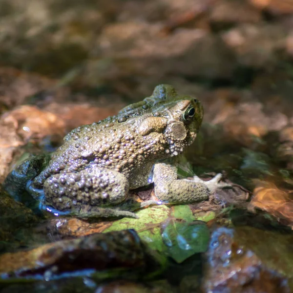 American Toad sits on a green leaf atop a stone in flowing woodland creek, selective focus on foreground, dappled sunlight nature background with copy space.