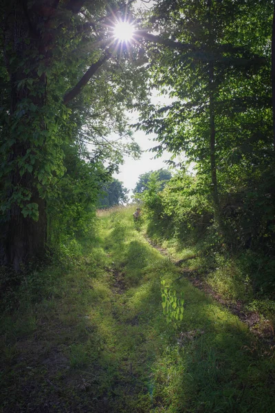 Femme assise seule au sommet d'un sentier forestier émergeant à la lumière. — Photo