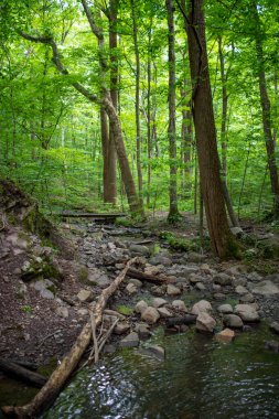 Nehir, çarpık ağaçlar, yaya köprüsü ve yansıyan havuzlu yeşil büyüleyici orman manzarası.