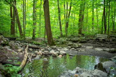 Yeşil yapraklı ve mavi gökyüzü suya yansıyan bir orman havuzunun yanındaki boş bank..