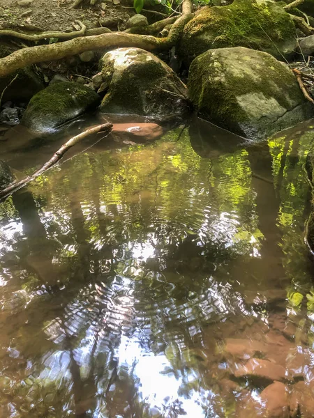 Wald spiegelt sich im fließenden Bach wider. — Stockfoto