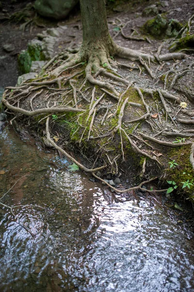 Коріння заплутаного дерева за лісовим струмком . — стокове фото