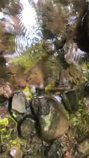 Imágenes Surrealistas Alto Ángulo Escena Forestal Reflejada Agua Que Fluye — Vídeos de Stock