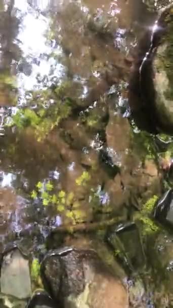 Krásné Vysokoúhlé Záběry Surrealistického Tekoucího Lesního Potoka Odraženými Lesními Stromy — Stock video