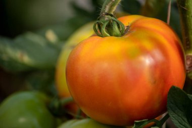 Dolgun kırmızı domates olgunlaşır sarmaşıkta.