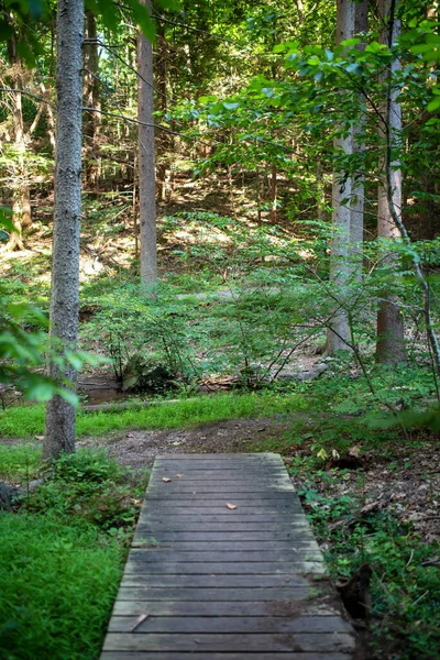 Chemin en bois à travers la forêt se termine brusquement. — Photo