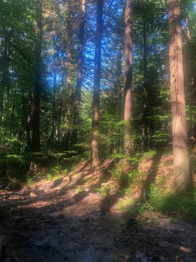 Ağaçlar bir orman deresi boyunca uzun gölgeler bırakır..
