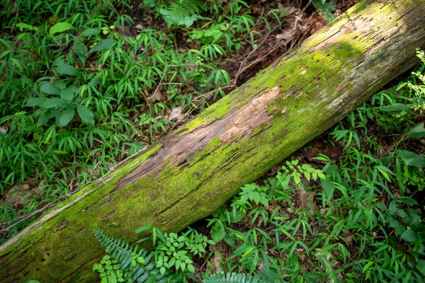 森林階の苔で覆われた倒木. — ストック写真